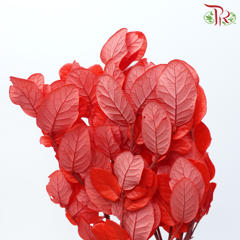 Preserved Chestnuts Leaf - Red (Per Bunch)-Red-China-prflorist.com.my