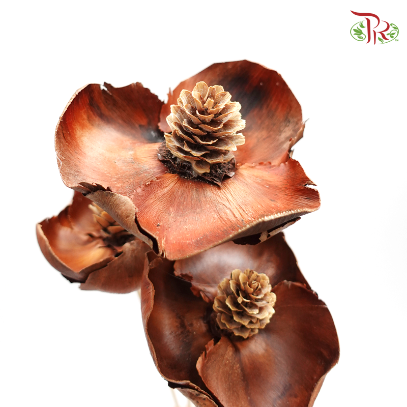 Preserved Coco Flower - Dark Brown - 3 Pcs (4052-0-000)-Brown-Japan-prflorist.com.my