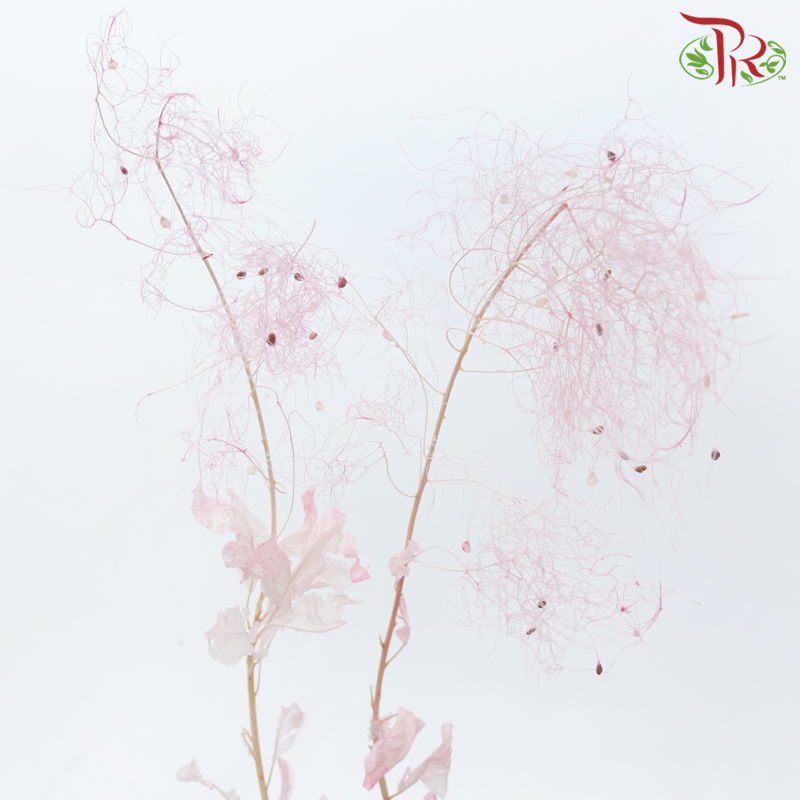 Preserved Cotinus - Pink (Per Bunch)-Pink-China-prflorist.com.my