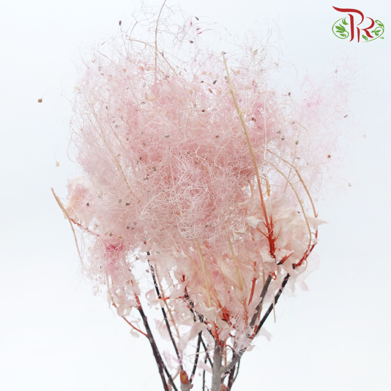 Preserved Cotinus - Pink (Per Bunch)-Pink-China-prflorist.com.my