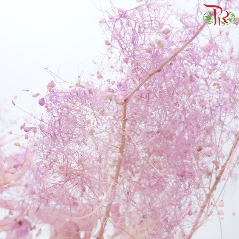 Preserved Cotinus - Pink Purple (Per Bunch)-Pink Purple-China-prflorist.com.my