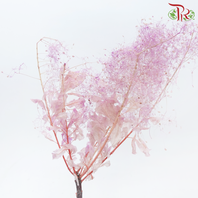 Preserved Cotinus - Pink Purple (Per Bunch)-Pink Purple-China-prflorist.com.my