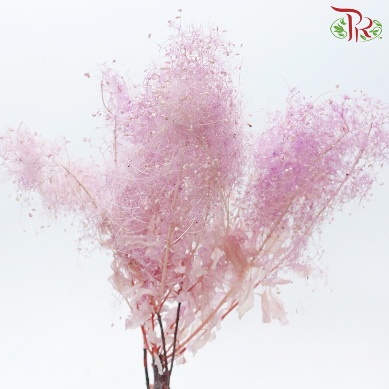 Preserved Cotinus - Pink Purple (Per Bunch)-Pink Purple-China-prflorist.com.my