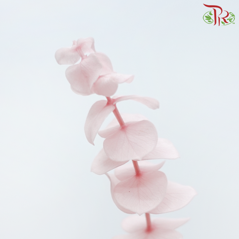 Preserved Eucalyptus Baby Blue Bleached - Pink (Per Bunch)-Pink-China-prflorist.com.my