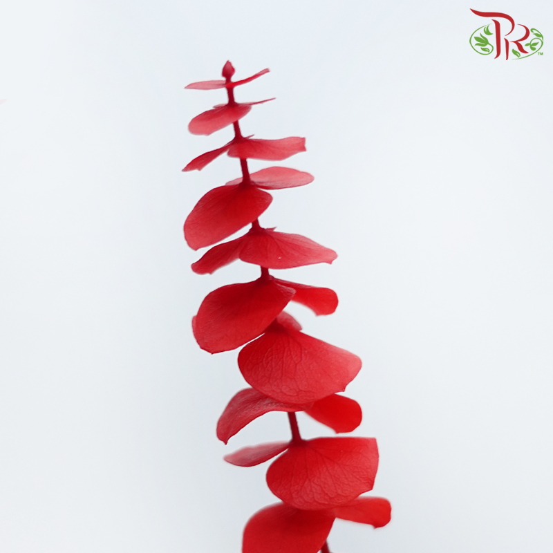 Preserved Eucalyptus Baby Blue Bleached - Red (Per Bunch)-Red-China-prflorist.com.my