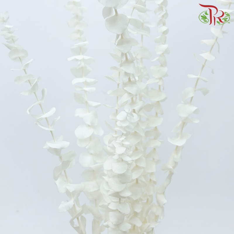 Preserved Eucalyptus Baby Blue Bleached - White (Per Bunch)-White-China-prflorist.com.my