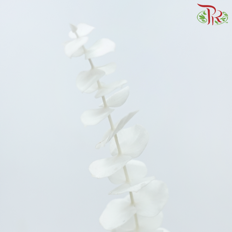 Preserved Eucalyptus Baby Blue Bleached - White (Per Bunch)-White-China-prflorist.com.my