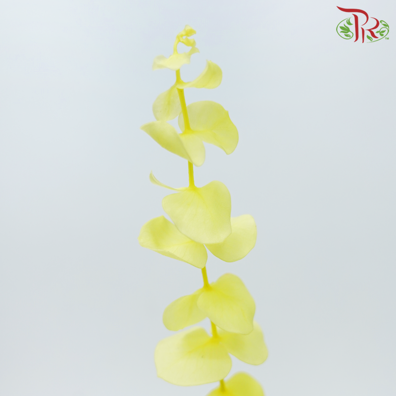 Preserved Eucalyptus Baby Blue Bleached - Yellow (Per Bunch)-Yellow-China-prflorist.com.my