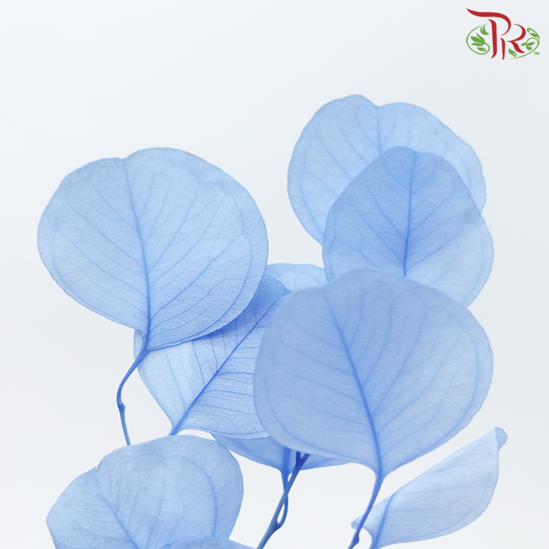 Preserved Eucalyptus Silver Dollar Bleached - Blue (Per Bunch)-Blue-China-prflorist.com.my