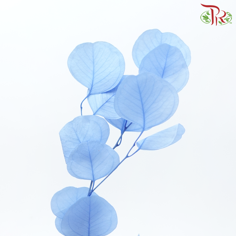 Preserved Eucalyptus Silver Dollar Bleached - Blue (Per Bunch)-Blue-China-prflorist.com.my