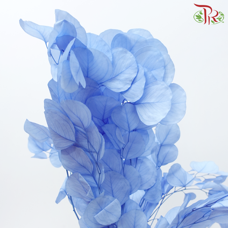 Preserved Eucalyptus Silver Dollar Bleached - Blue (Per Bunch)-Blue-China-prflorist.com.my