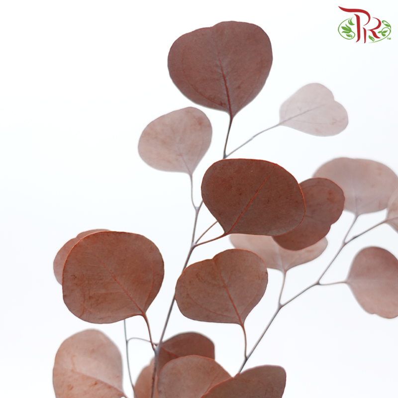 Preserved Eucalyptus Silver Dollar Bleached - Brown (Per Bunch)-Brown-China-prflorist.com.my
