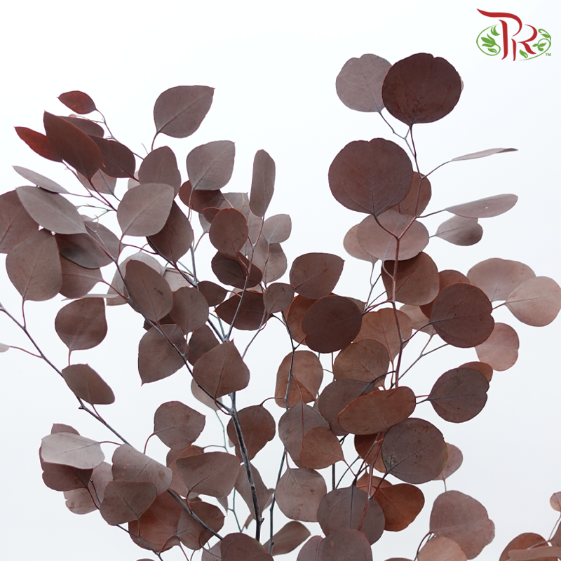 Preserved Eucalyptus Silver Dollar Bleached - Brown (Per Bunch)-Brown-China-prflorist.com.my