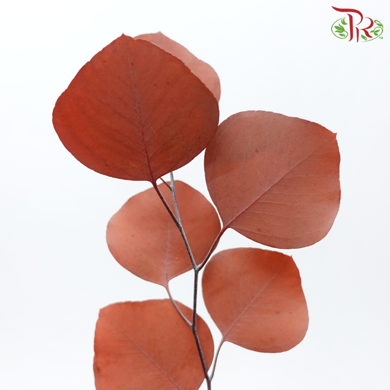 Preserved Eucalyptus Silver Dollar Bleached - Copper (Per Bunch)-Copper-China-prflorist.com.my