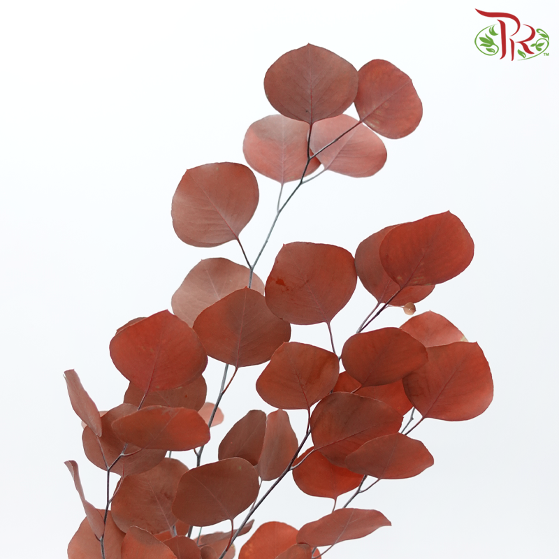Preserved Eucalyptus Silver Dollar Bleached - Copper (Per Bunch)-Copper-China-prflorist.com.my