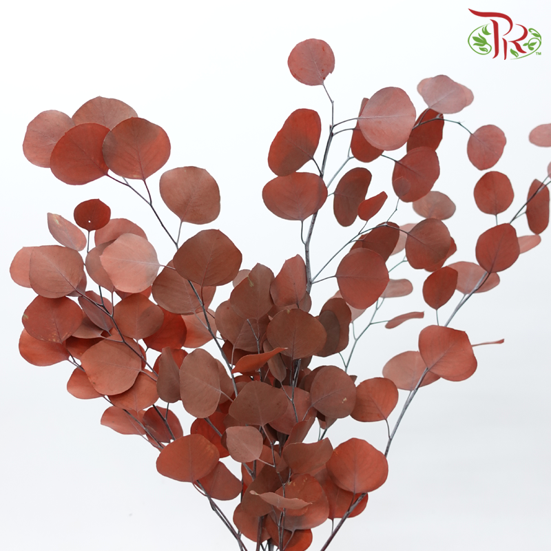 Preserved Eucalyptus Silver Dollar Bleached - Copper (Per Bunch)-Copper-China-prflorist.com.my