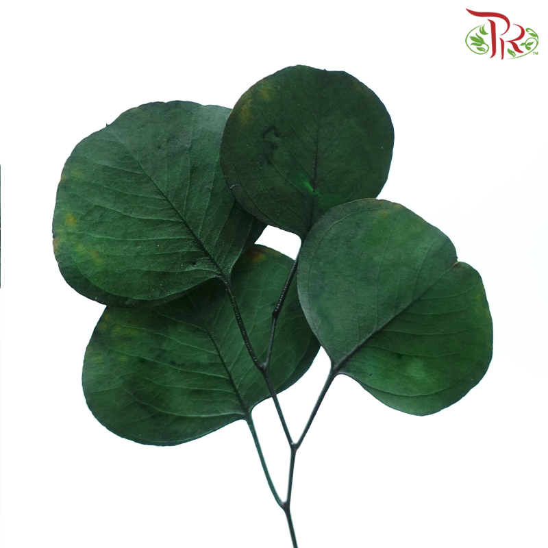 Preserved Eucalyptus Silver Dollar Bleached - Dark Green (Per Bunch)-Dark Green-China-prflorist.com.my