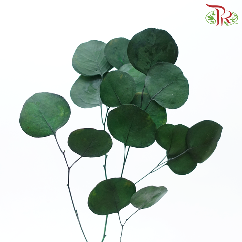Preserved Eucalyptus Silver Dollar Bleached - Dark Green (Per Bunch)-Dark Green-China-prflorist.com.my