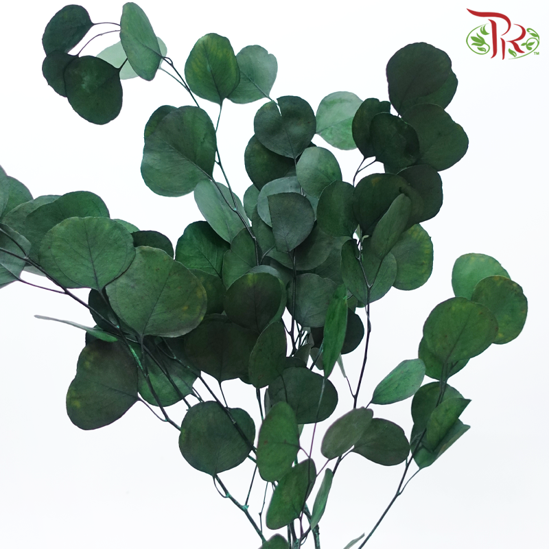 Preserved Eucalyptus Silver Dollar Bleached - Dark Green (Per Bunch)-Dark Green-China-prflorist.com.my