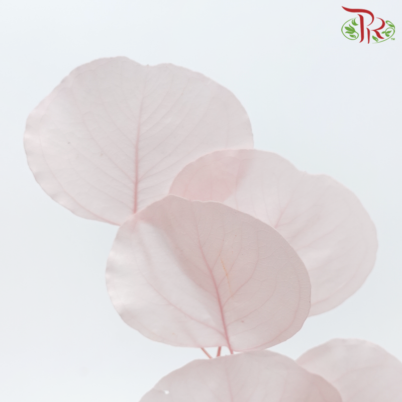Preserved Eucalyptus Silver Dollar Bleached - Light Pink (Per Bunch)-Light Pink-China-prflorist.com.my