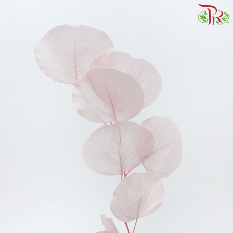 Preserved Eucalyptus Silver Dollar Bleached - Light Pink (Per Bunch)-Light Pink-China-prflorist.com.my