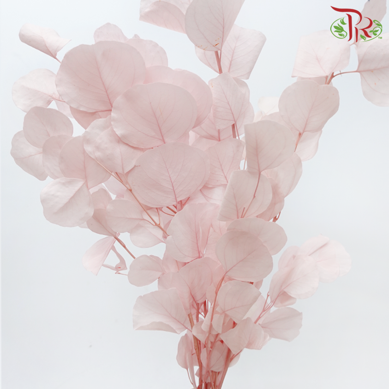 Preserved Eucalyptus Silver Dollar Bleached - Light Pink (Per Bunch)-Light Pink-China-prflorist.com.my