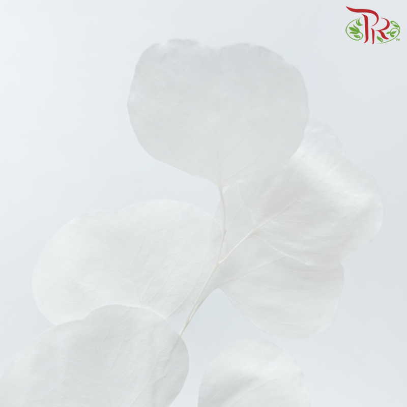 Preserved Eucalyptus Silver Dollar Bleached - White (Per Bunch)-White-China-prflorist.com.my