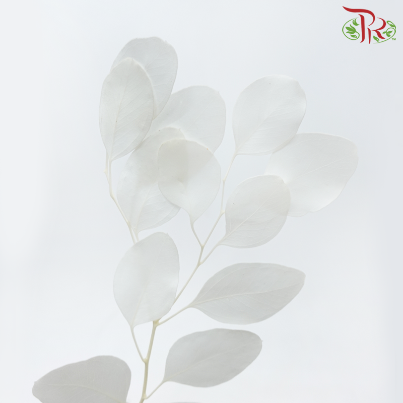 Preserved Eucalyptus Silver Dollar Bleached - White (Per Bunch)-White-China-prflorist.com.my