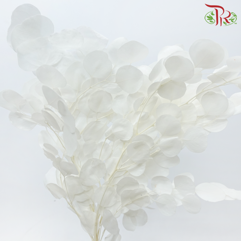 Preserved Eucalyptus Silver Dollar Bleached - White (Per Bunch)-White-China-prflorist.com.my