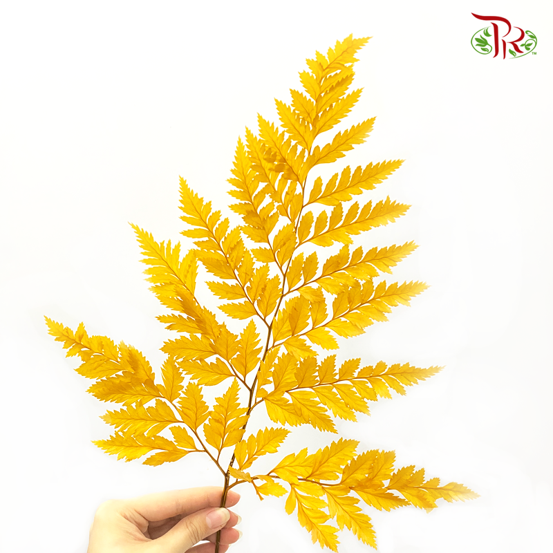 Preserved Fern - (Per Bunch)-China-prflorist.com.my