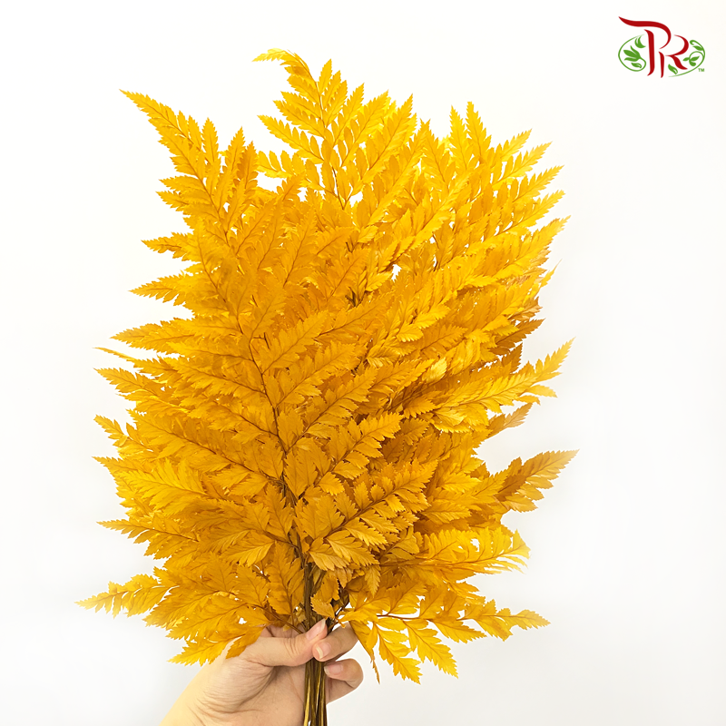 Preserved Fern - (Per Bunch)-China-prflorist.com.my