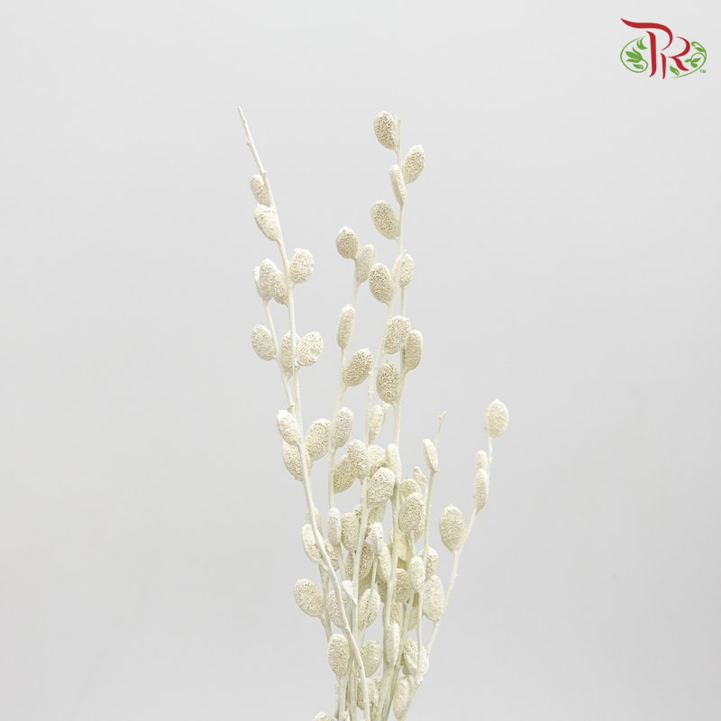 Preserved Fibigia - Light Green (1016-0-012)-Green-Japan-prflorist.com.my