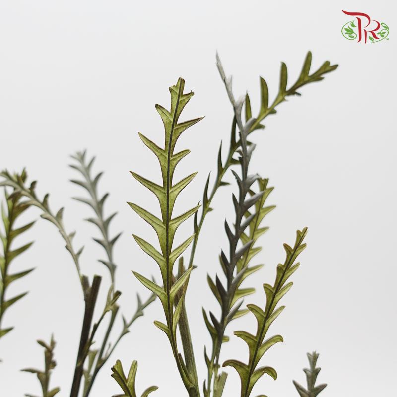 Preserved Grevillea ( 4013-0-000 )-Japan-prflorist.com.my