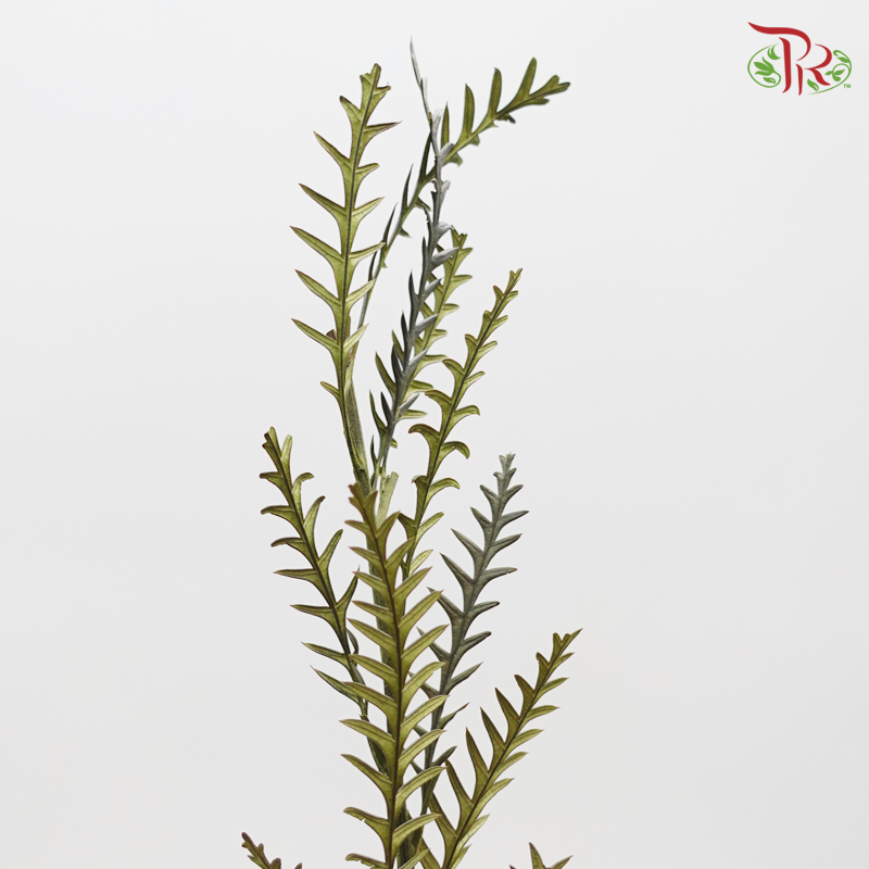 Preserved Grevillea ( 4013-0-000 )-Japan-prflorist.com.my