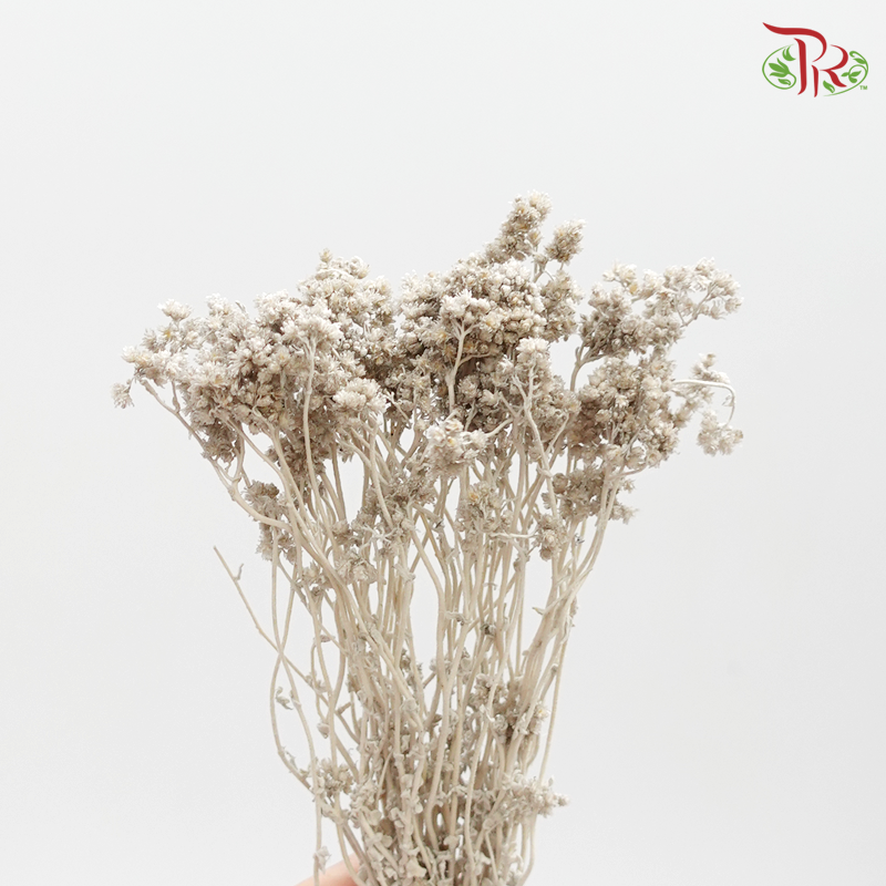 Preserved Helichrysum Crispum - ( Grey )-Grey-Japan-prflorist.com.my