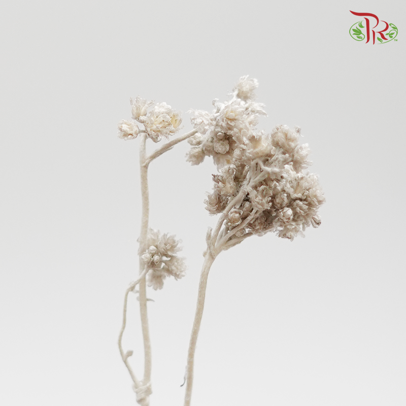 Preserved Helichrysum Crispum - ( Grey )-Grey-Japan-prflorist.com.my