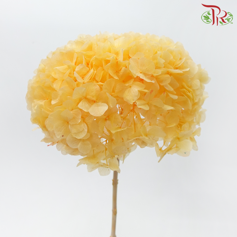 Preserved Hydrangea - Amber Orange (Per Stem)-Orange-China-prflorist.com.my