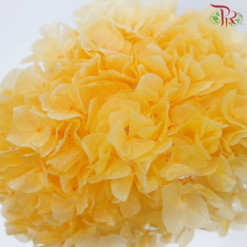 Preserved Hydrangea - Amber Orange (Per Stem)-Orange-China-prflorist.com.my