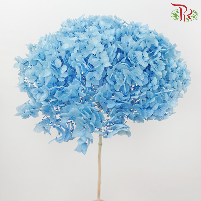 Preserved Hydrangea - Baby Blue (Per Stem)-Baby Blue-China-prflorist.com.my