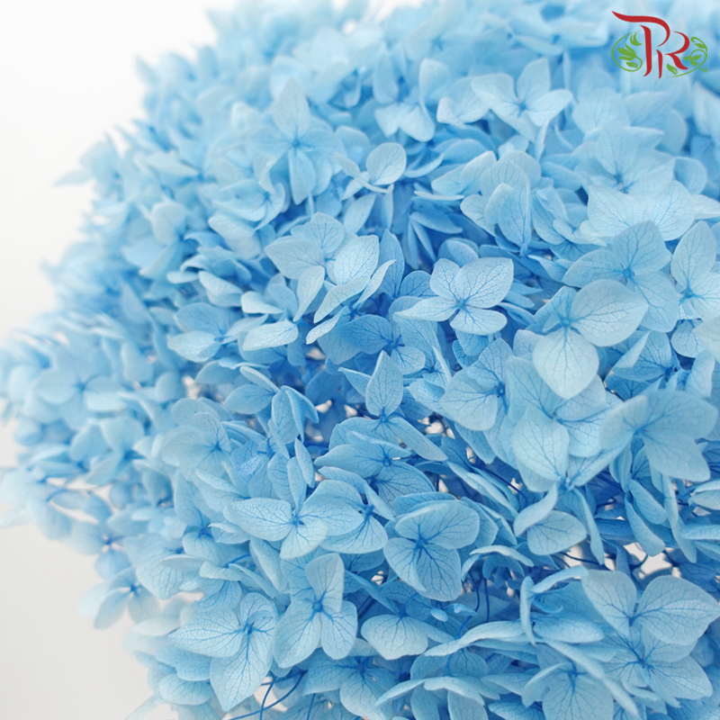 Preserved Hydrangea - Baby Blue (Per Stem)-Baby Blue-China-prflorist.com.my