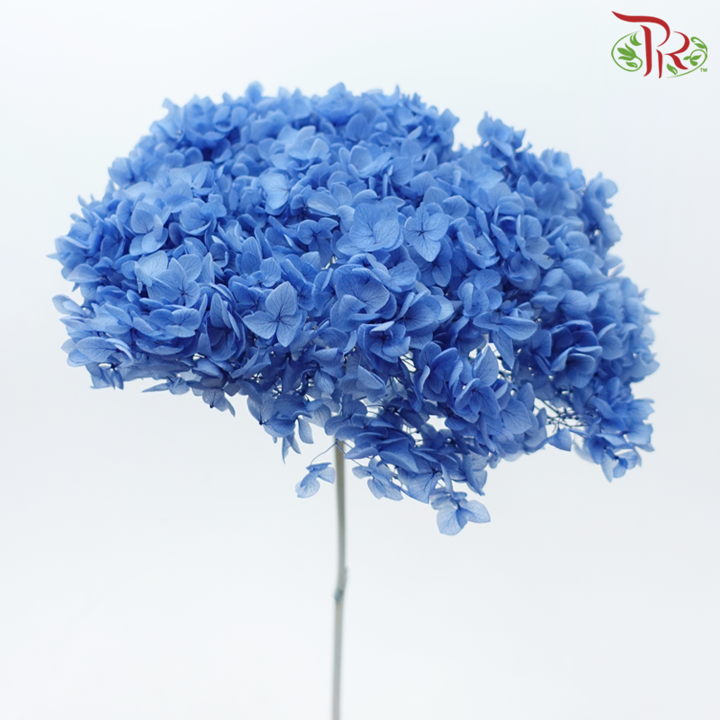 Preserved Hydrangea - Blue 1 (Per Stem)-Blue 1-China-prflorist.com.my