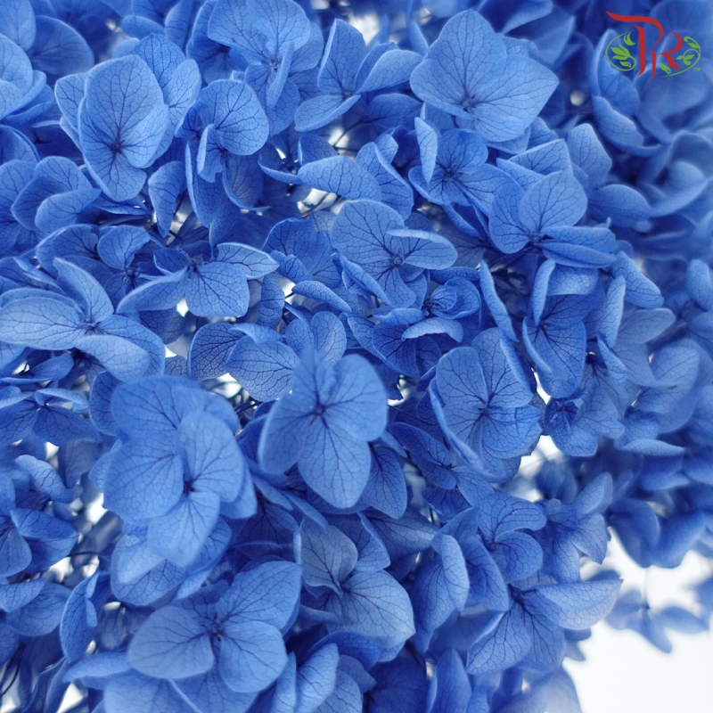 Preserved Hydrangea - Blue 1 (Per Stem)-Blue 1-China-prflorist.com.my