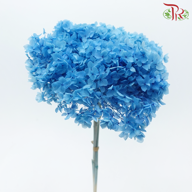 Preserved Hydrangea - Blue 2 (Per Stem)-Blue 2-China-prflorist.com.my
