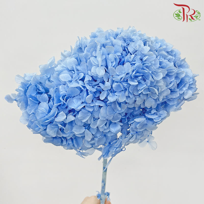 Preserved Hydrangea - Blue (Per Stem)-Blue-China-prflorist.com.my