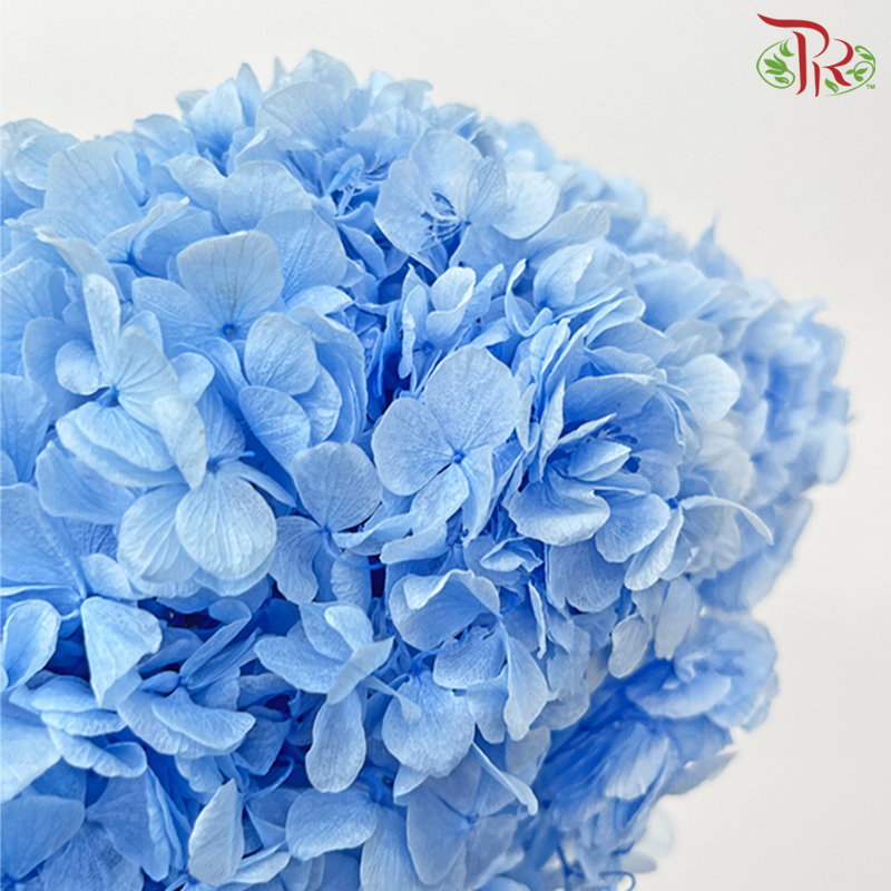 Preserved Hydrangea - Blue (Per Stem)-Blue-China-prflorist.com.my