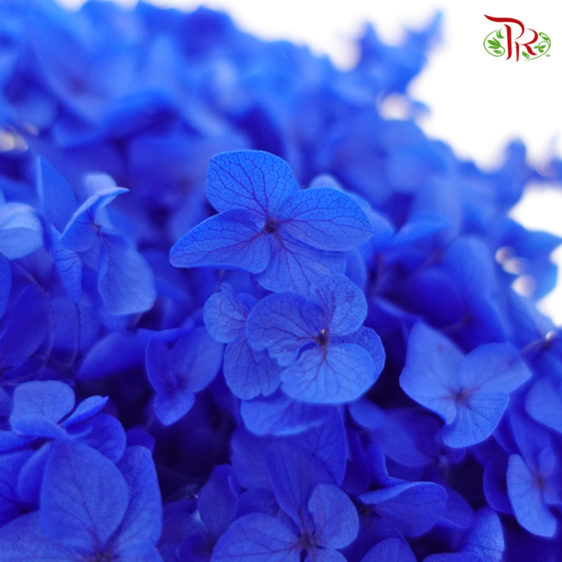 Preserved Hydrangea - Blue (Per Stem)-Blue-China-prflorist.com.my