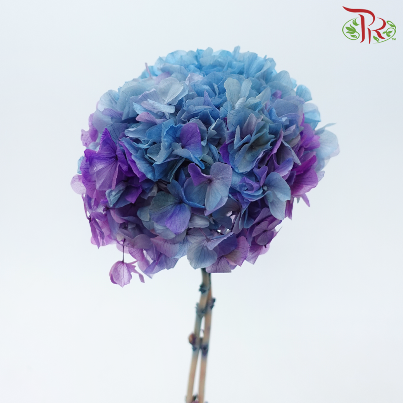 Preserved Hydrangea - Blue Purple (Per Stem)-Blue Purple-China-prflorist.com.my
