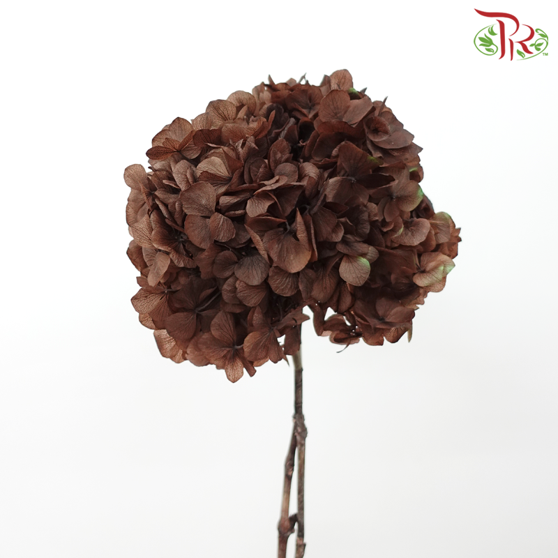 Preserved Hydrangea - Brown (Per Stem)-Brown-China-prflorist.com.my