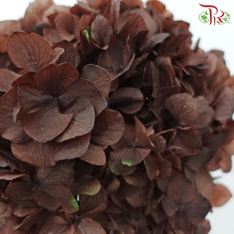 Preserved Hydrangea - Brown (Per Stem)-Brown-China-prflorist.com.my