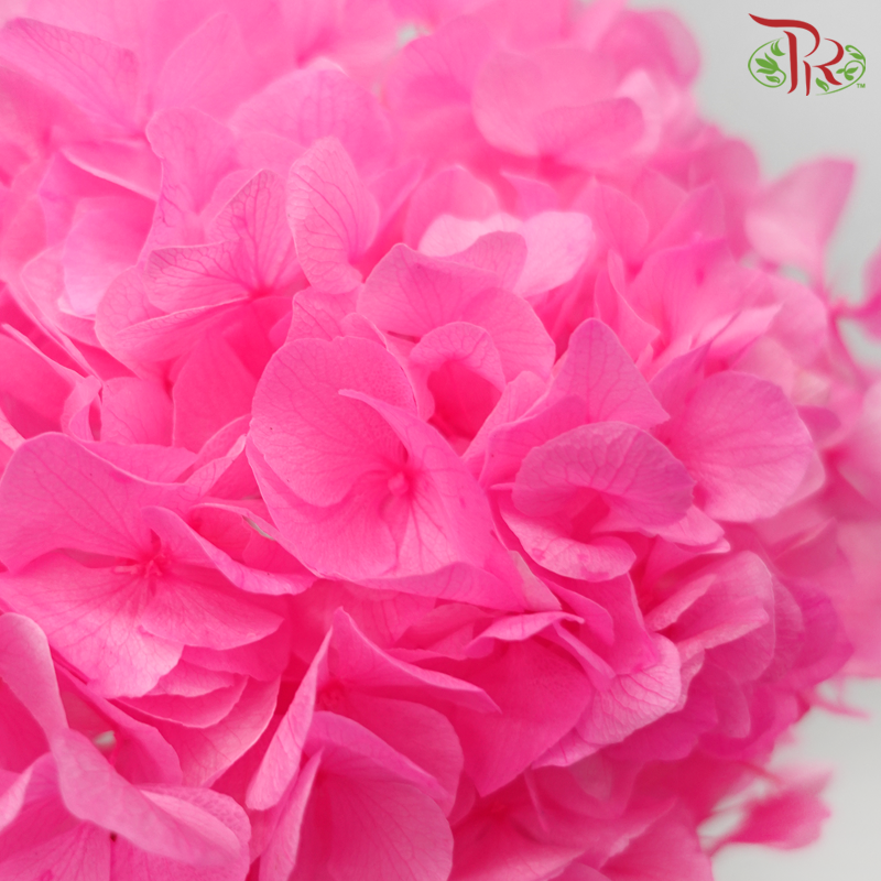 Preserved Hydrangea - Bubblegum Pink (Per Stem)-Pink-China-prflorist.com.my